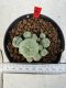 Lophophora williamsii 4-6 cm 10 years old seed ownroot flower seedling ロフォフォラ　烏羽玉　仔吹き サボテン