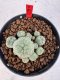 Lophophora williamsii 4-6 cm 10 years old seed ownroot flower seedling ロフォフォラ　烏羽玉　仔吹き サボテン