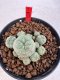 Lophophora williamsii 4-6 cm 10 years old seed ownroot flower seedling ロフォフォラ　烏羽玉　仔吹き サボテン