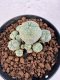 Lophophora williamsii 4-6 cm 10 years old seed ownroot flower seedling ロフォフォラ　烏羽玉　仔吹き サボテン