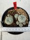 Lophophora williamsii 4-6 cm 10 years old seed ownroot flower seedling ロフォフォラ　烏羽玉　仔吹き サボテン