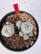 Lophophora williamsii 4-6 cm 10 years old seed ownroot flower seedling ロフォフォラ　烏羽玉　仔吹き サボテン