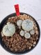 Lophophora williamsii 4-6 cm 10 years old seed ownroot flower seedling ロフォフォラ　烏羽玉　仔吹き サボテン