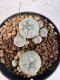 Lophophora williamsii 4-6 cm 10 years old seed ownroot flower seedling ロフォフォラ　烏羽玉　仔吹き サボテン