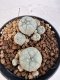 Lophophora williamsii 4-6 cm 10 years old seed ownroot flower seedling ロフォフォラ　烏羽玉　仔吹き サボテン