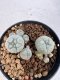 Lophophora williamsii 4-6 cm 10 years old seed ownroot flower seedling ロフォフォラ　烏羽玉　仔吹き サボテン