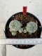 Lophophora williamsii 4-6 cm 10 years old seed ownroot flower seedling ロフォフォラ　烏羽玉　仔吹き サボテン