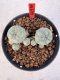 Lophophora williamsii 4-6 cm 10 years old seed ownroot flower seedling ロフォフォラ　烏羽玉　仔吹き サボテン