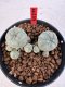 Lophophora williamsii 4-6 cm 10 years old seed ownroot flower seedling ロフォフォラ　烏羽玉　仔吹き サボテン