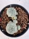 Lophophora williamsii 4-6 cm 10 years old seed ownroot flower seedling ロフォフォラ　烏羽玉　仔吹き サボテン