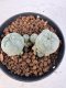 Lophophora williamsii 4-6 cm 10 years old seed ownroot flower seedling ロフォフォラ　烏羽玉　仔吹き サボテン