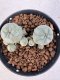 Lophophora williamsii 4-6 cm 10 years old seed ownroot flower seedling ロフォフォラ　烏羽玉　仔吹き サボテン