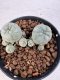 Lophophora williamsii 4-6 cm 10 years old seed ownroot flower seedling ロフォフォラ　烏羽玉　仔吹き サボテン