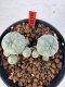 Lophophora williamsii 4-6 cm 10 years old seed ownroot flower seedling ロフォフォラ　烏羽玉　仔吹き サボテン