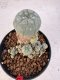 Lophophora williamsii 4-6 cm 10 years old seed ownroot flower seedling ロフォフォラ　烏羽玉　仔吹き サボテン