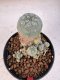 Lophophora williamsii 4-6 cm 10 years old seed ownroot flower seedling ロフォフォラ　烏羽玉　仔吹き サボテン