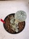 Lophophora williamsii 4-6 cm 10 years old seed ownroot flower seedling ロフォフォラ　烏羽玉　仔吹き サボテン