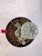 Lophophora williamsii 4-6 cm 10 years old seed ownroot flower seedling ロフォフォラ　烏羽玉　仔吹き サボテン