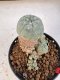 Lophophora williamsii 4-6 cm 10 years old seed ownroot flower seedling ロフォフォラ　烏羽玉　仔吹き サボテン