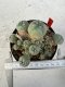 Lophophora williamsii 4-6 cm 10 years old seed ownroot flower seedling ロフォフォラ　烏羽玉　仔吹き サボテン