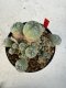 Lophophora williamsii 4-6 cm 10 years old seed ownroot flower seedling ロフォフォラ　烏羽玉　仔吹き サボテン