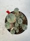 Lophophora williamsii 4-6 cm 10 years old seed ownroot flower seedling ロフォフォラ　烏羽玉　仔吹き サボテン