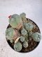 Lophophora williamsii 4-6 cm 10 years old seed ownroot flower seedling ロフォフォラ　烏羽玉　仔吹き サボテン