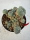 Lophophora williamsii 4-6 cm 10 years old seed ownroot flower seedling ロフォフォラ　烏羽玉　仔吹き サボテン