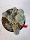 Lophophora williamsii 4-6 cm 10 years old seed ownroot flower seedling ロフォフォラ　烏羽玉　仔吹き サボテン