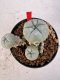 Lophophora williamsii 4-6 cm 10 years old seed ownroot flower seedling ロフォフォラ　烏羽玉　仔吹き サボテン