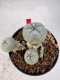 Lophophora williamsii 4-6 cm 10 years old seed ownroot flower seedling ロフォフォラ　烏羽玉　仔吹き サボテン