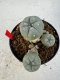 Lophophora williamsii 4-6 cm 10 years old seed ownroot flower seedling ロフォフォラ　烏羽玉　仔吹き サボテン