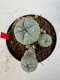 Lophophora williamsii 4-6 cm 10 years old seed ownroot flower seedling ロフォフォラ　烏羽玉　仔吹き サボテン