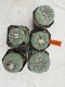 Lophophora Fricii 4-6 cm 10 years old seed ownroot flower seedling ロフォフォラ　烏羽玉　仔吹き サボテン