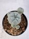 Lophophora williamsii 4-6 cm 10 years old seed ownroot flower seedling ロフォフォラ　烏羽玉　仔吹き サボテン