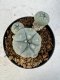 Lophophora williamsii 4-6 cm 10 years old seed ownroot flower seedling ロフォフォラ　烏羽玉　仔吹き サボテン