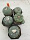 Lophophora Fricii 4-6 cm 10 years old seed ownroot flower seedling ロフォフォラ　烏羽玉　仔吹き サボテン