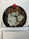 Lophophora williamsii 4-6 cm 10 years old seed ownroot flower seedling ロフォフォラ　烏羽玉　仔吹き サボテン