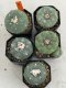 Lophophora Fricii 4-6 cm 10 years old seed ownroot flower seedling ロフォフォラ　烏羽玉　仔吹き サボテン