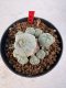 Lophophora williamsii 4-6 cm 10 years old seed ownroot flower seedling ロフォフォラ　烏羽玉　仔吹き サボテン