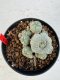 Lophophora williamsii 4-6 cm 10 years old seed ownroot flower seedling ロフォフォラ　烏羽玉　仔吹き サボテン