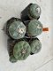 Lophophora Fricii 4-6 cm 10 years old seed ownroot flower seedling ロフォフォラ　烏羽玉　仔吹き サボテン