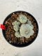 Lophophora williamsii 4-6 cm 10 years old seed ownroot flower seedling ロフォフォラ　烏羽玉　仔吹き サボテン