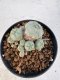 Lophophora williamsii 4-6 cm 10 years old seed ownroot flower seedling ロフォフォラ　烏羽玉　仔吹き サボテン