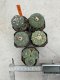 Lophophora Fricii 4-6 cm 10 years old seed ownroot flower seedling ロフォフォラ　烏羽玉　仔吹き サボテン