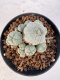 Lophophora williamsii 4-6 cm 10 years old seed ownroot flower seedling ロフォフォラ　烏羽玉　仔吹き サボテン