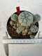 Lophophora williamsii 4-6 cm 10 years old seed ownroot flower seedling ロフォフォラ　烏羽玉　仔吹き サボテン