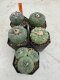 Lophophora Fricii 4-6 cm 10 years old seed ownroot flower seedling ロフォフォラ　烏羽玉　仔吹き サボテン