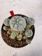 Lophophora williamsii 4-6 cm 10 years old seed ownroot flower seedling ロフォフォラ　烏羽玉　仔吹き サボテン