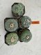 Lophophora Fricii 4-6 cm 10 years old seed ownroot flower seedling ロフォフォラ　烏羽玉　仔吹き サボテン